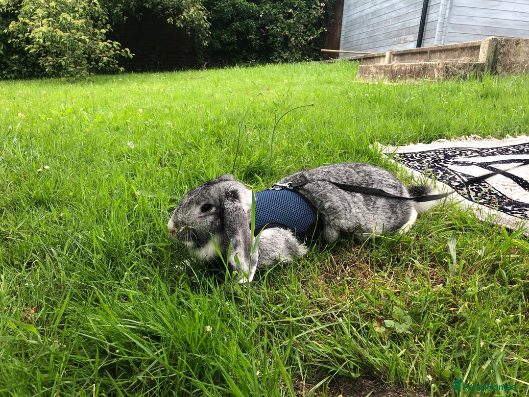 Mixed Breed rabbits for sale: Two 1 Year Old Bunnies Needing To Be Re-Homed - Image 2