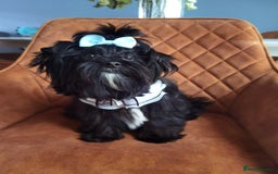 Yorkshire Terrier dogs for sale: Very Cute little Boy❤️ - Image 8