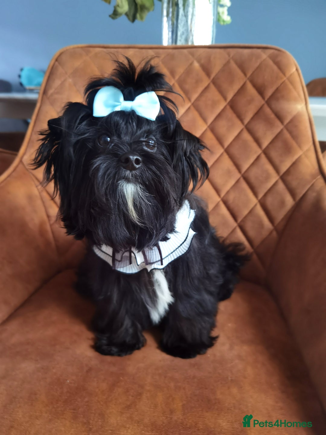 Yorkshire Terrier dogs for sale: Very Cute little Boy❤️ - Image 8