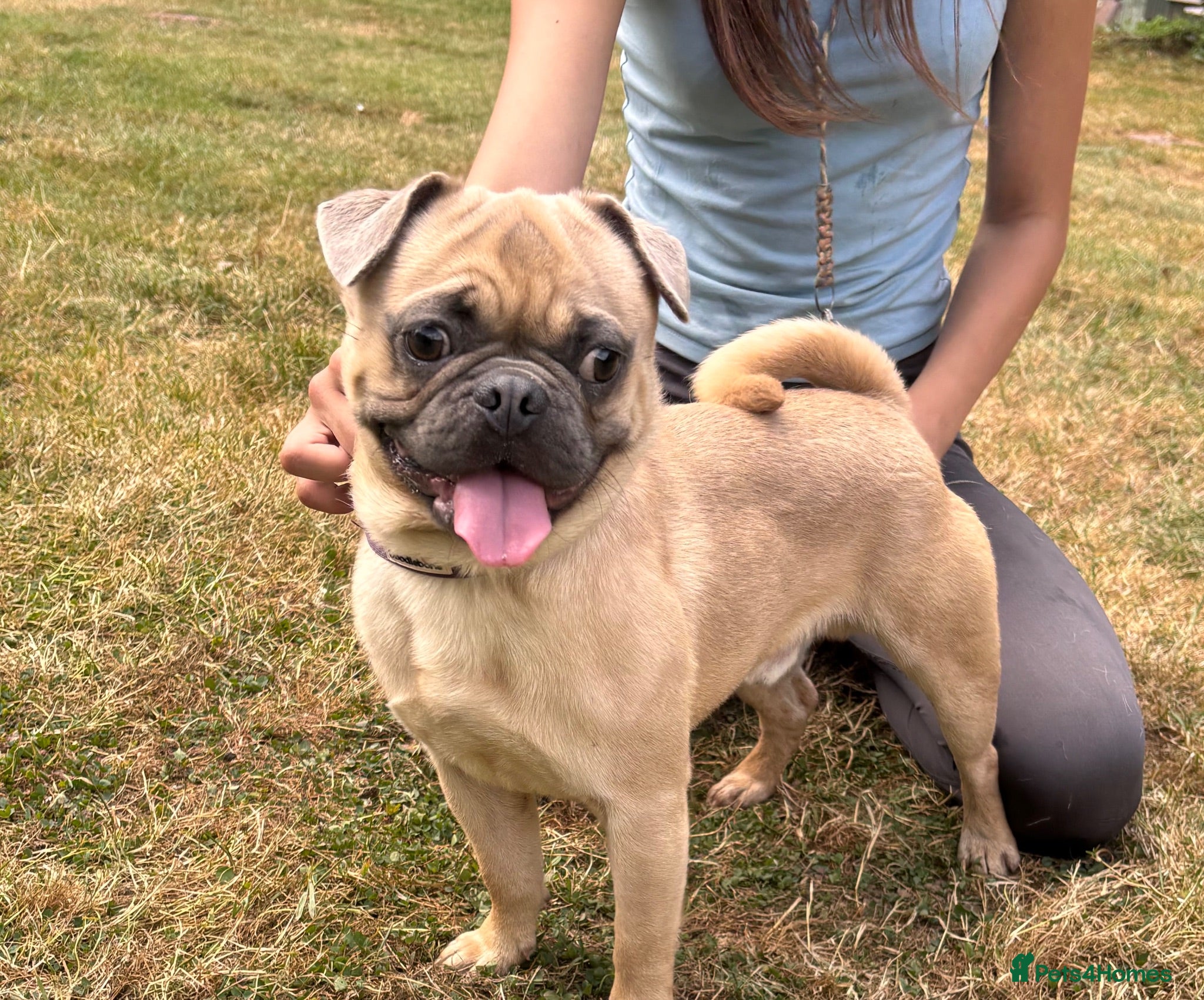 Mixed Breed dogs French bulldog x pug - Advert 1
