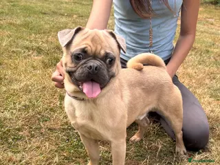 Mixed Breed dogs French bulldog x pug - Advert 1