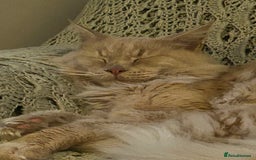 Maine Coon cats for sale: 🐾 Pedigree Cream Maine Coon - Image 5