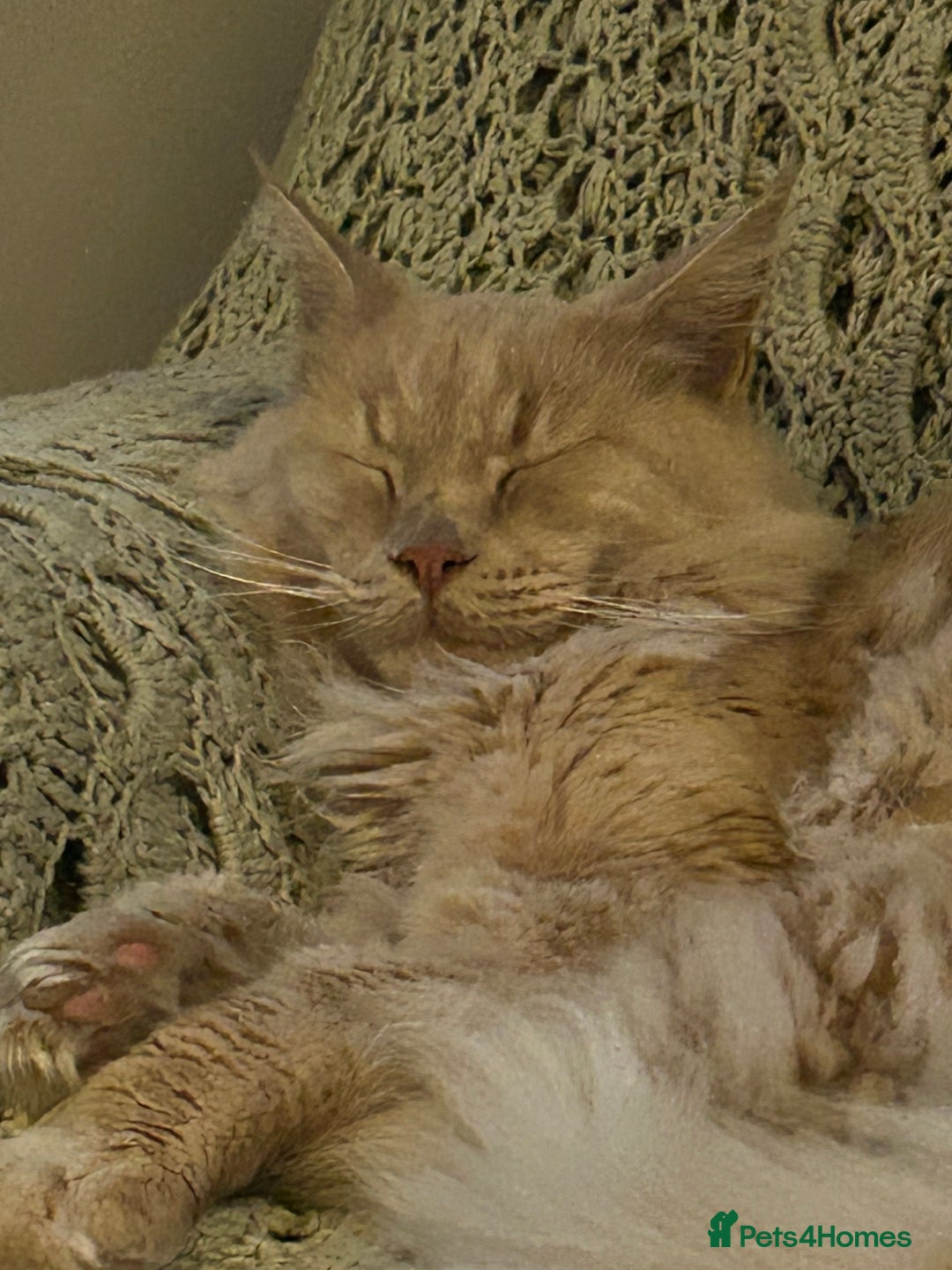 Maine Coon cats for sale: 🐾 Pedigree Cream Maine Coon - Image 5