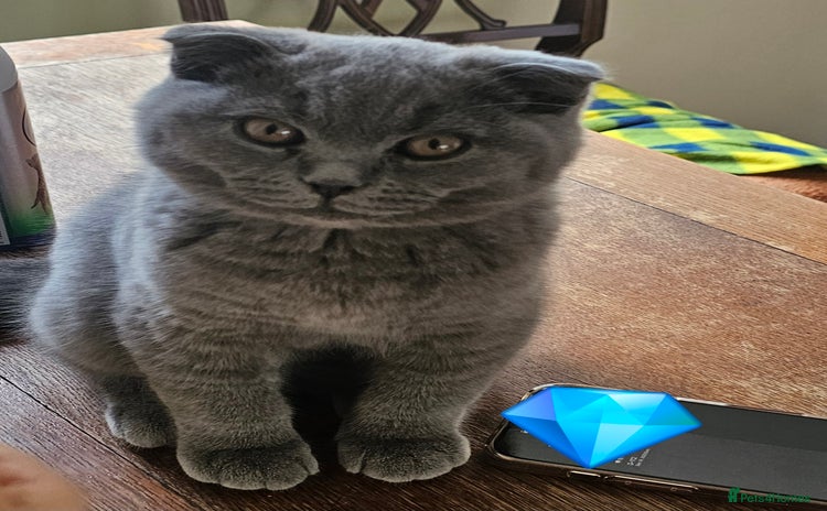 Scottish Fold cats - Advert 8