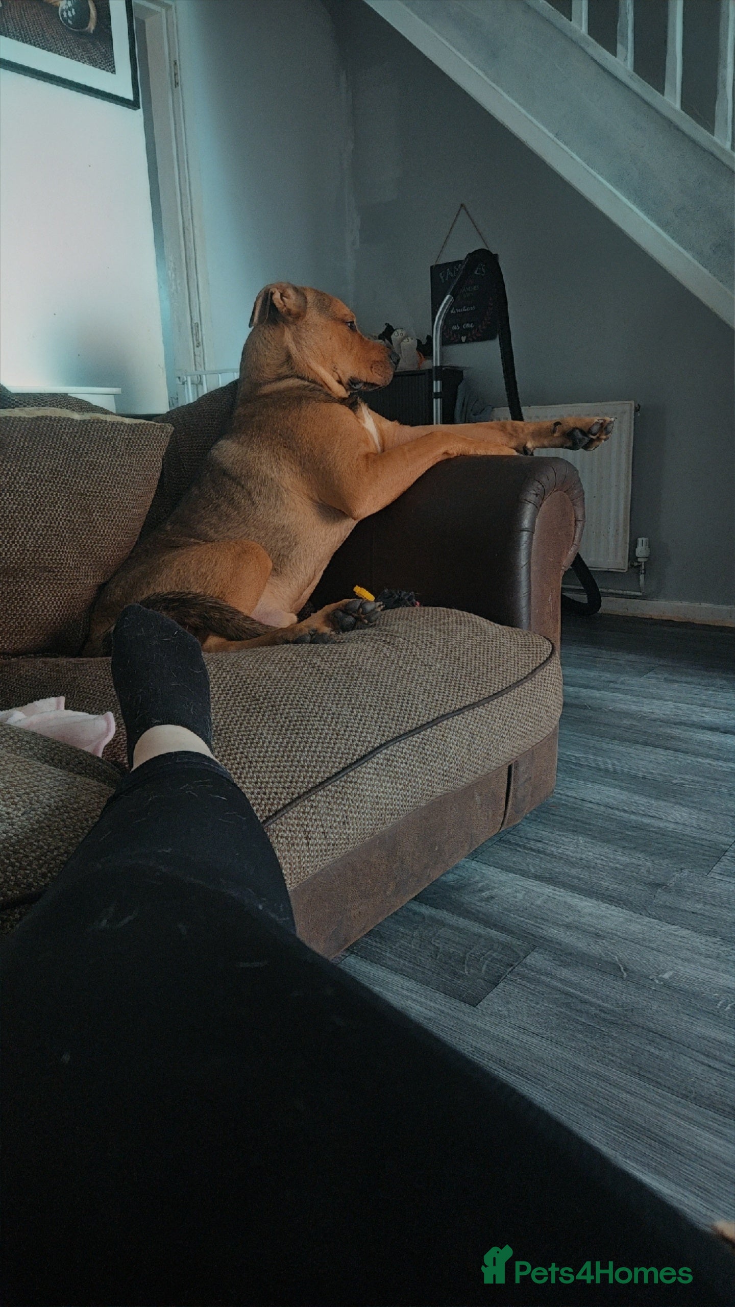 Mixed Breed dogs Ronnie - Advert 1