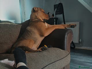 Mixed Breed dogs Ronnie - Advert 1