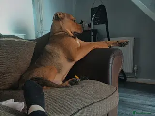 Mixed Breed dogs Ronnie - Advert 14