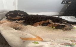 Toy Poodle dogs for stud: Proven red toy poodle For stud  ( Health tested )  in Rotherham - Image 14
