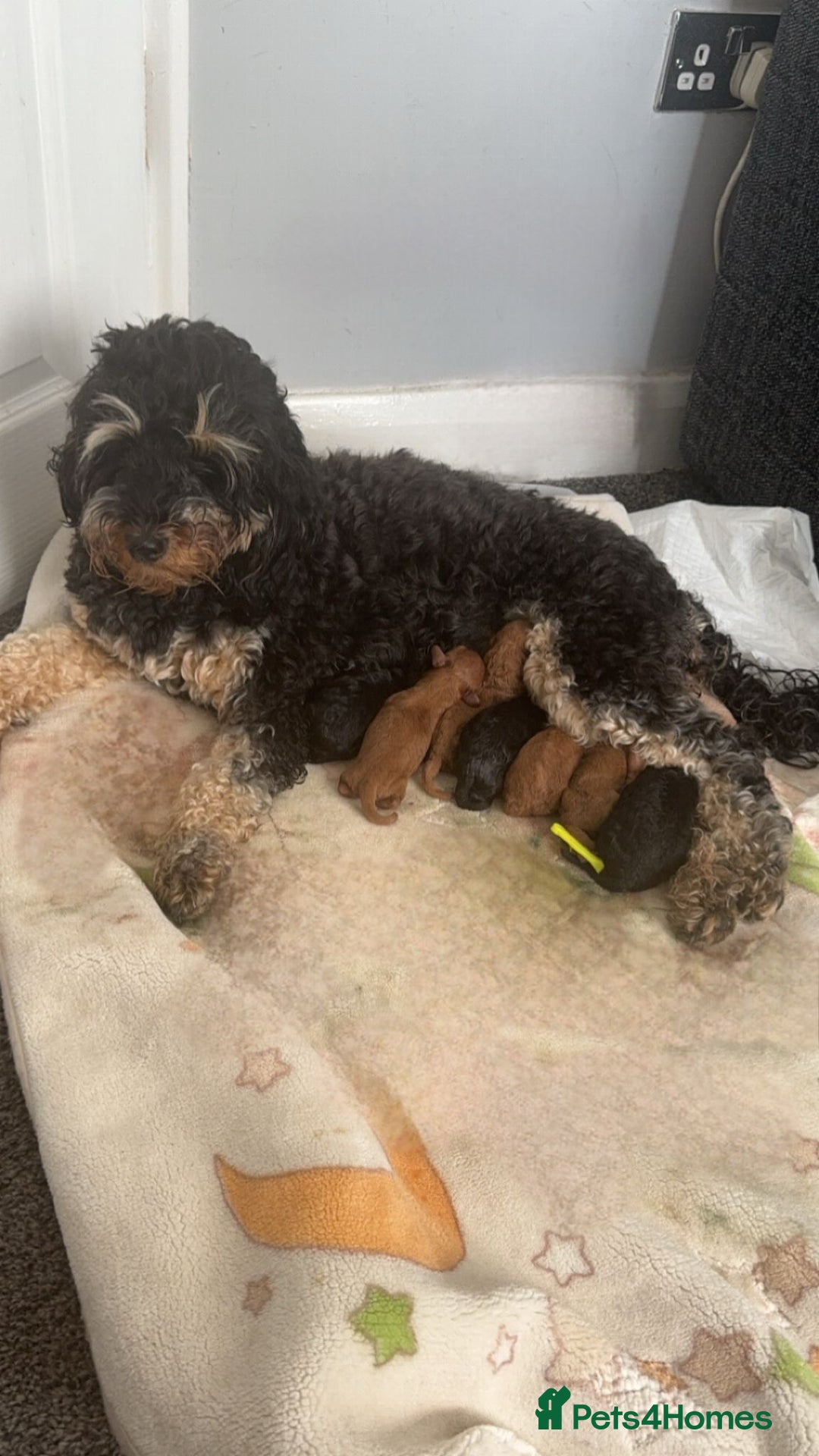 Toy Poodle dogs for stud: Proven red toy poodle For stud  ( Health tested )  in Rotherham - Image 14