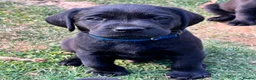 Labrador Retriever dogs for sale: Beautiful natured working Labradors  - Advert 10