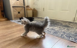 Exotic cats for sale: Exotic X Silver Tabby Fur Babies - Image 31