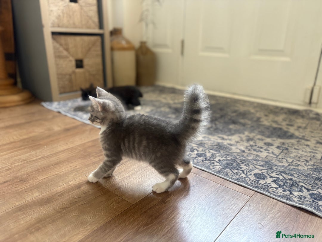 Exotic cats for sale: Exotic X Silver Tabby Fur Babies - Image 31