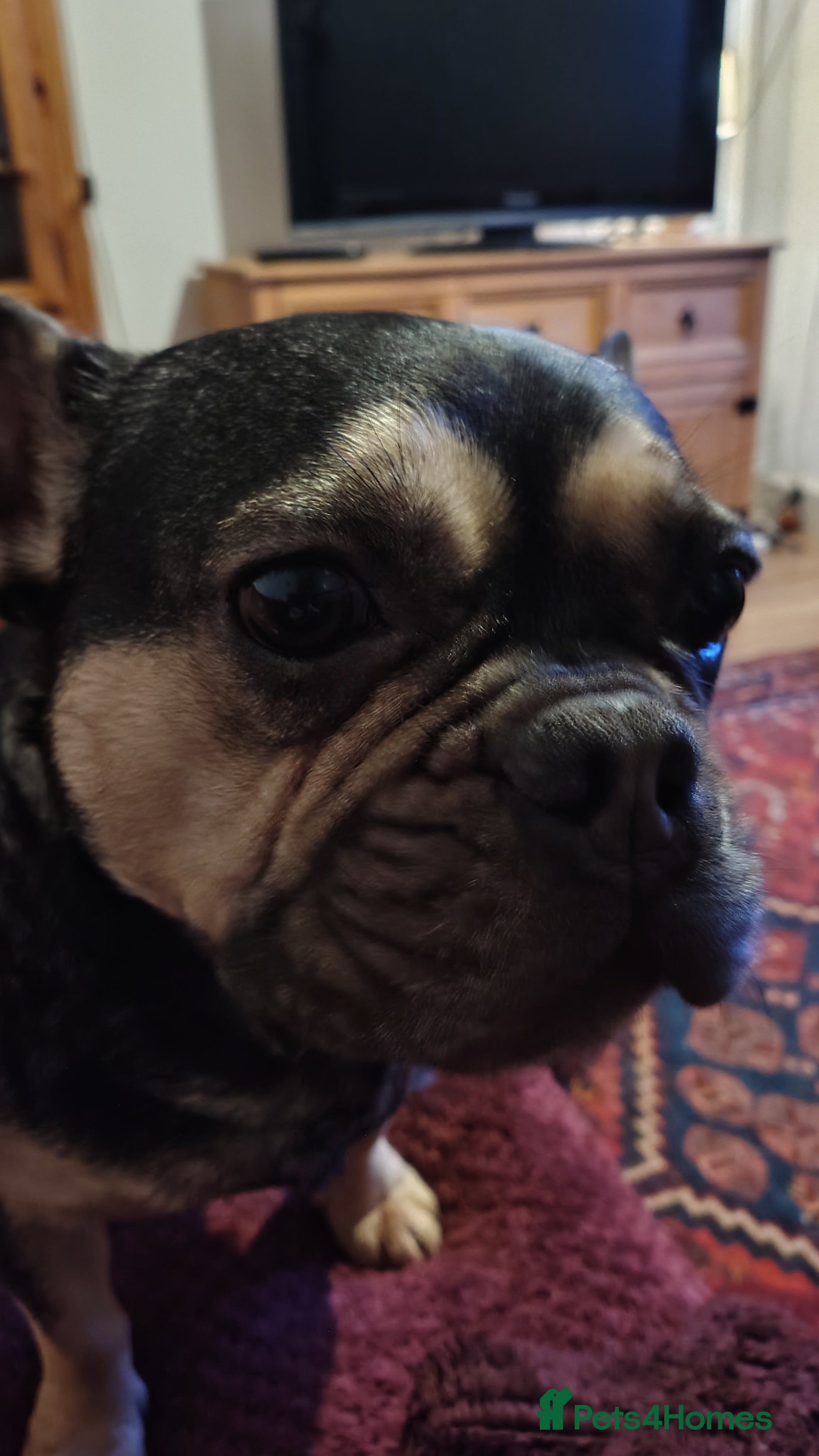 French Bulldog dogs Loving Chap - Advert 1