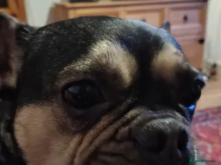 French Bulldog dogs Loving Chap - Advert 3