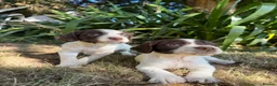 English Springer Spaniel dogs for sale: Springer spaniel puppies, Docked tails  in Hereford - Advert 5