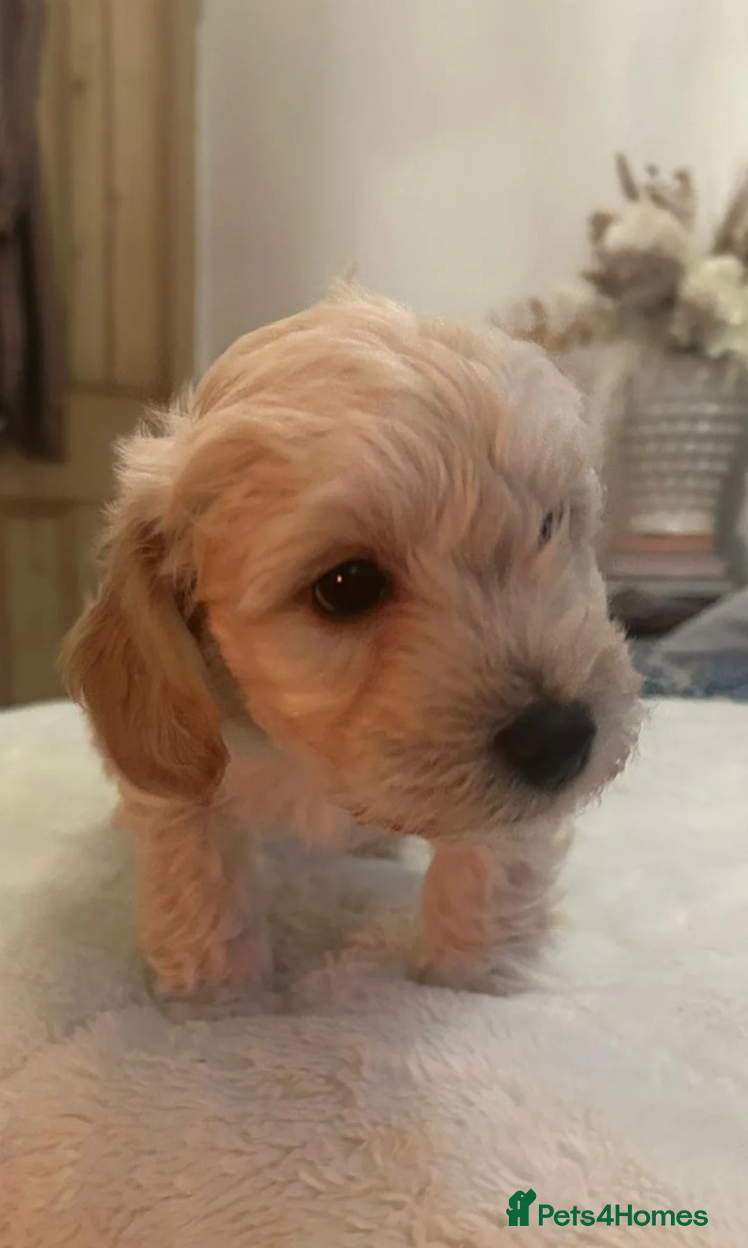 Jackapoo dogs for sale: Jackapoo puppies - Advert 16