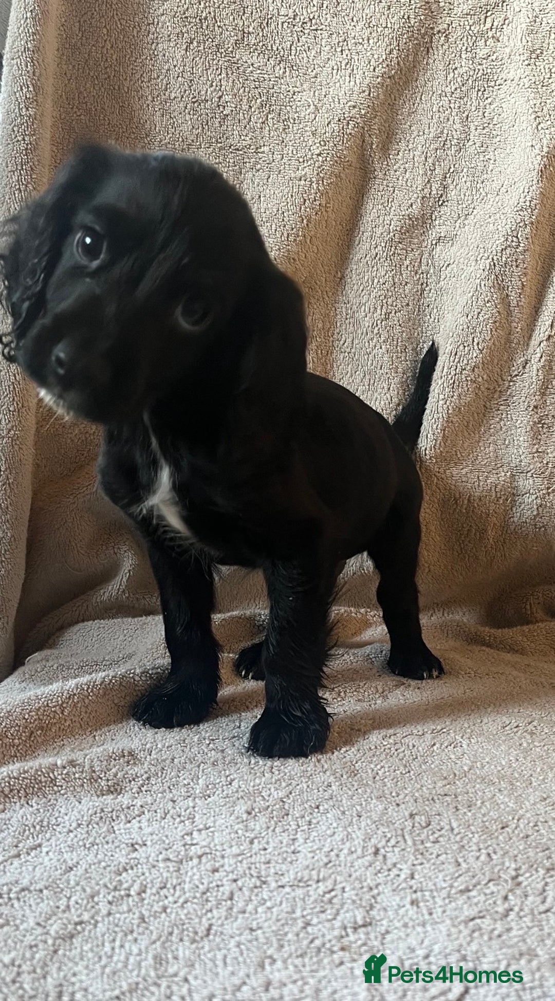 Cocker Spaniel dogs for sale: Working Cockerspaniel Pups  - Advert 11