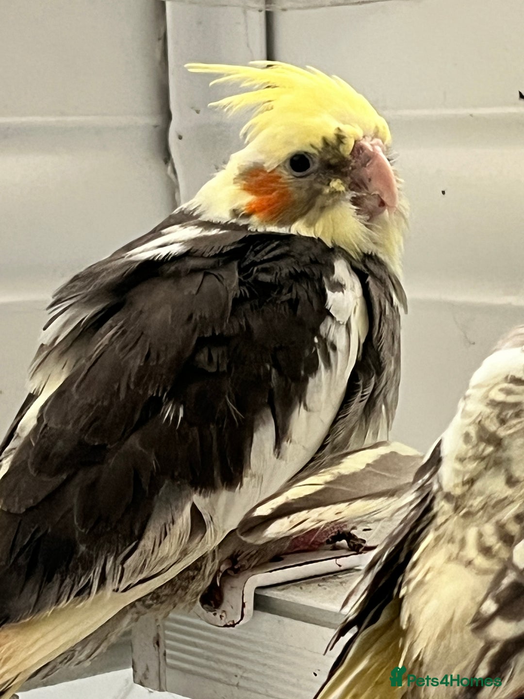 Cockatiels birds for sale: Young hand reared tame baby cocktails  - Image 2