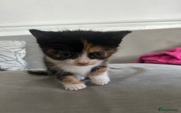 Savannah cats for sale: 4 kittens  - Image 7