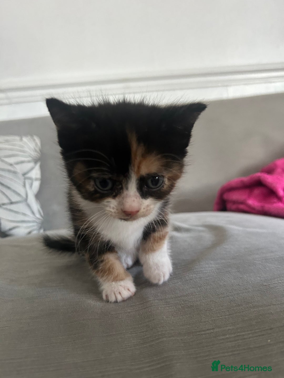 Savannah cats for sale: 4 kittens  - Image 7