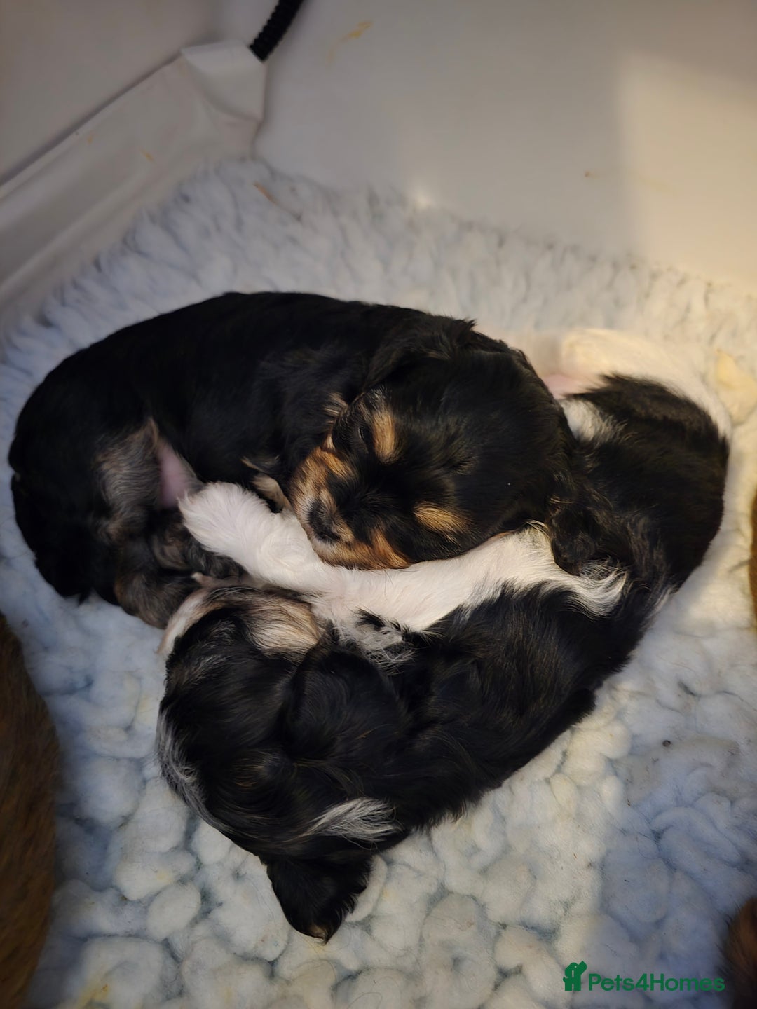 Havanese dogs for sale: Pedigree Havanese pups - Advert 6