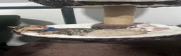 Bengal cats for sale: Beautiful Brown, Snow and Silver TICA Bengals - Advert 7