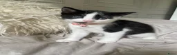 Mixed Breed cats for sale: One kitten left - Advert 1