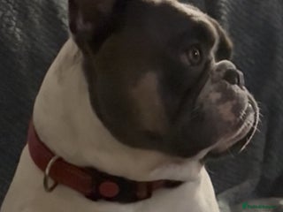 French Bulldog dogs - Advert 1