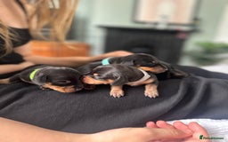 Dachshund dogs for sale: Mini dachshunds - 1 girl available - Image 13