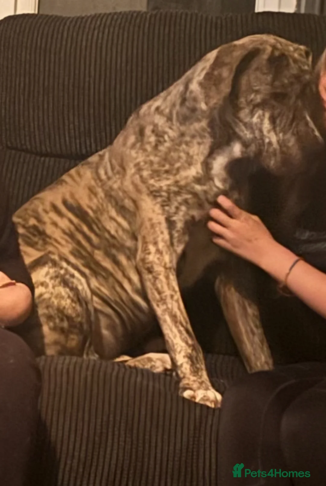 Mixed Breed dogs for sale: Canecorso x boerboel - Advert 1