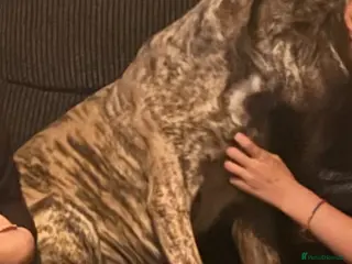 Mixed Breed dogs Canecorso x boerboel - Advert 1