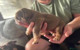 English Bulldog dogs for sale: Bulldog puppy’s  - Image 7