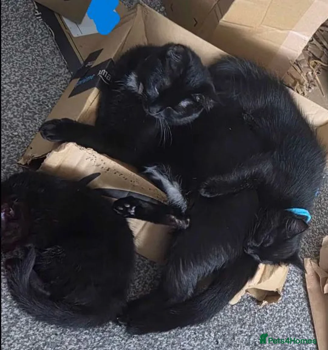 Mixed Breed cats for sale: Mixed Ragdoll Kittens in Salford - Advert 1
