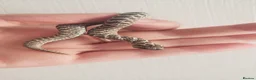 Snake reptiles for sale: CB 26 Western hognose babies ready for homes - Advert 3