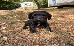Sprocker dogs for sale: Sprocker Puppies - Image 22