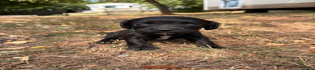 Sprocker Boy (Green)