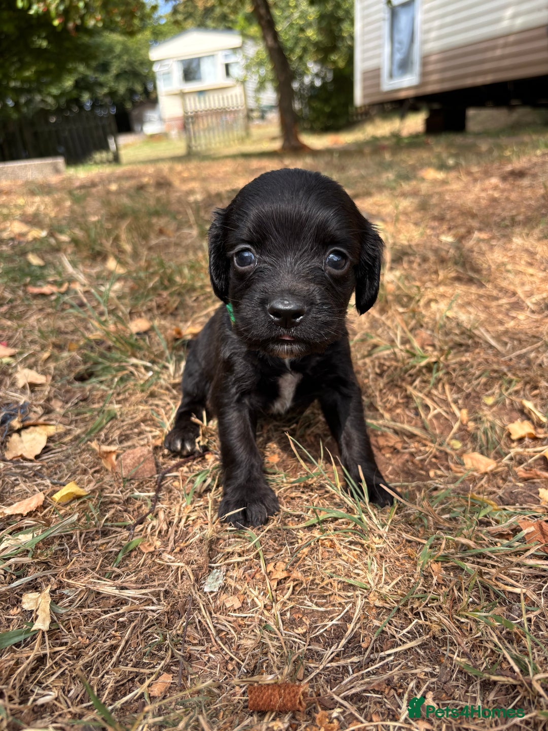 Sprocker dogs for sale: Sprocker Puppies - Image 22