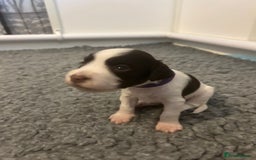 English Springer Spaniel dogs for sale: Adorable Springer Spaniel Puppies - Image 25