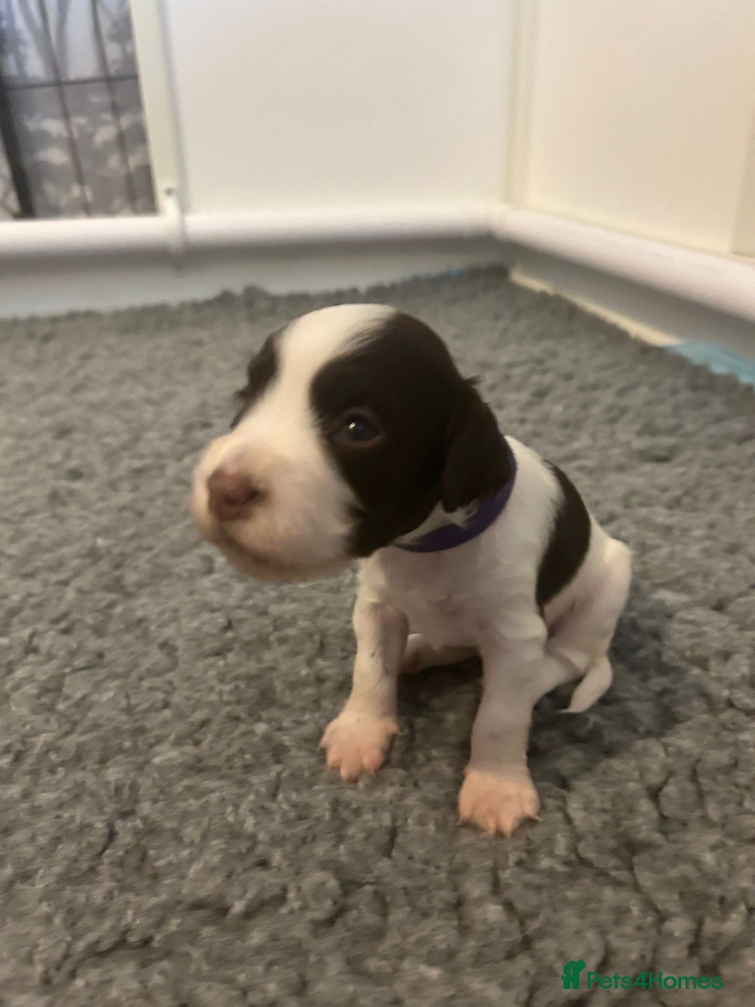 English Springer Spaniel dogs for sale: Adorable Springer Spaniel Puppies - Image 25