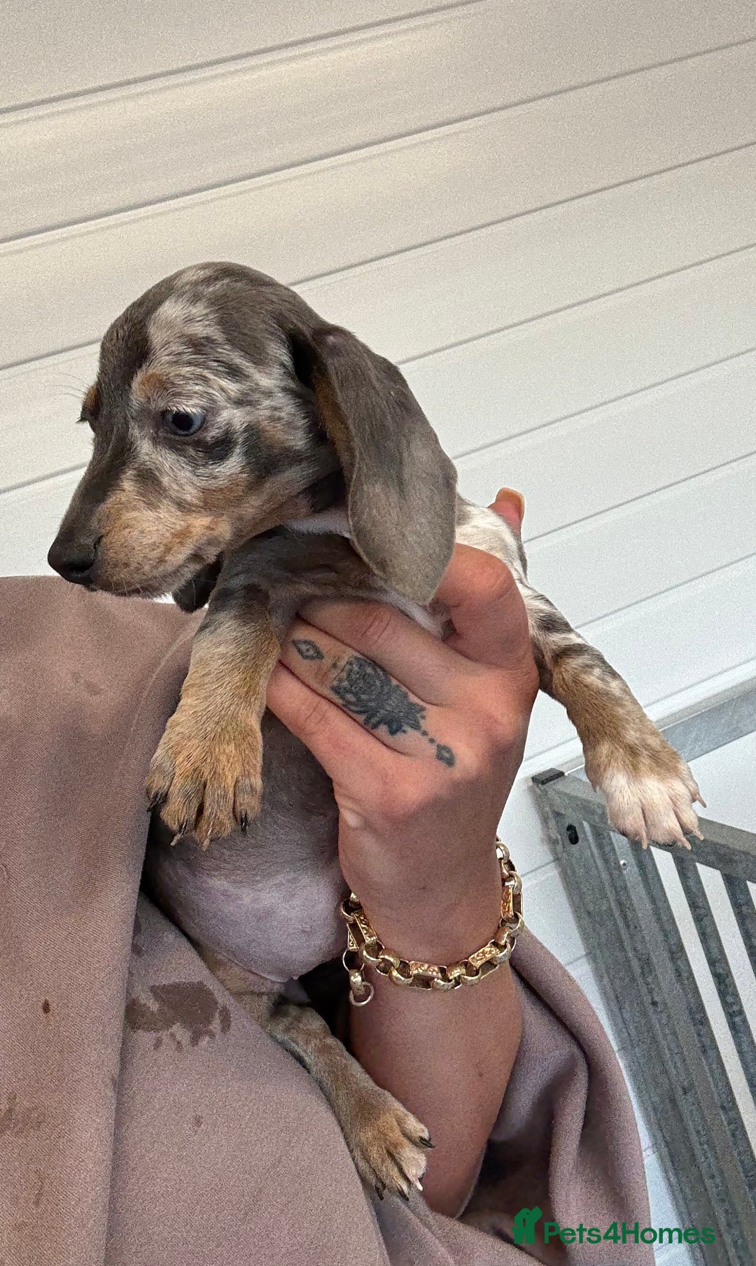 Miniature Dachshund dogs for sale: Mini Dachshund puppies for sale  - Image 14
