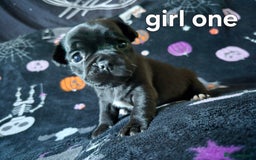 Jug dogs for sale: 2 jug puppys - Advert 2