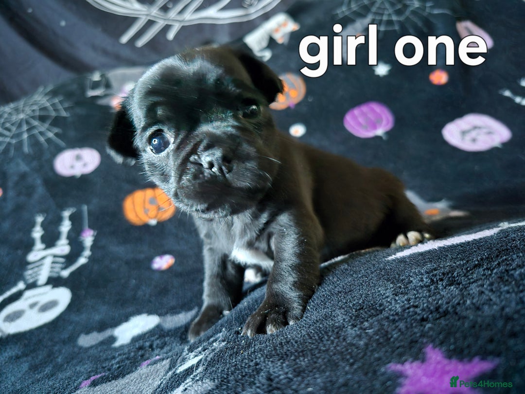 Jug dogs for sale: 2 jug puppys - Advert 2