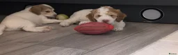 Cockapoo dogs for sale: Stunning F2b cockapoo puppies 8 weeks old - Advert 4
