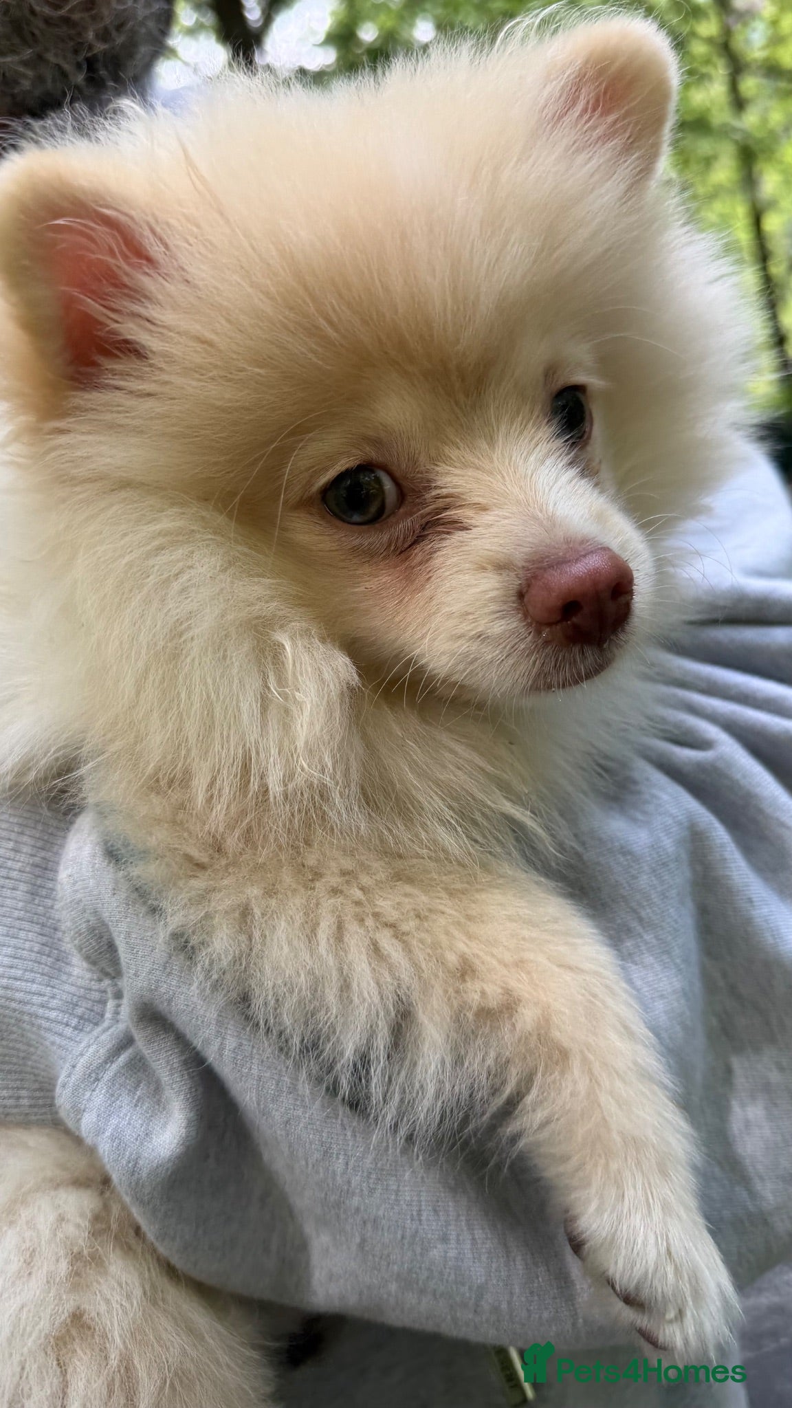 Pomeranian dogs Green Eyed Creme Pomeranian Puppy  - Advert 2