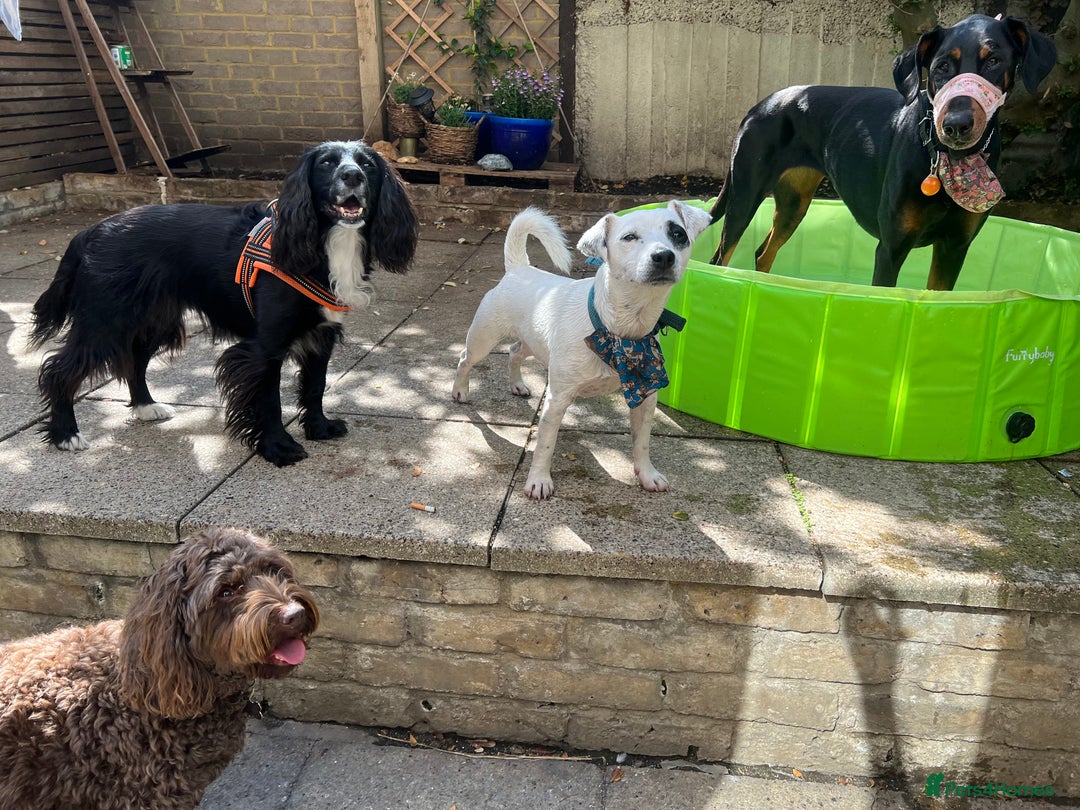 Dobermann dogs for sale: Sweet Doberman Girlie ❤️(price negotiable) - Image 12