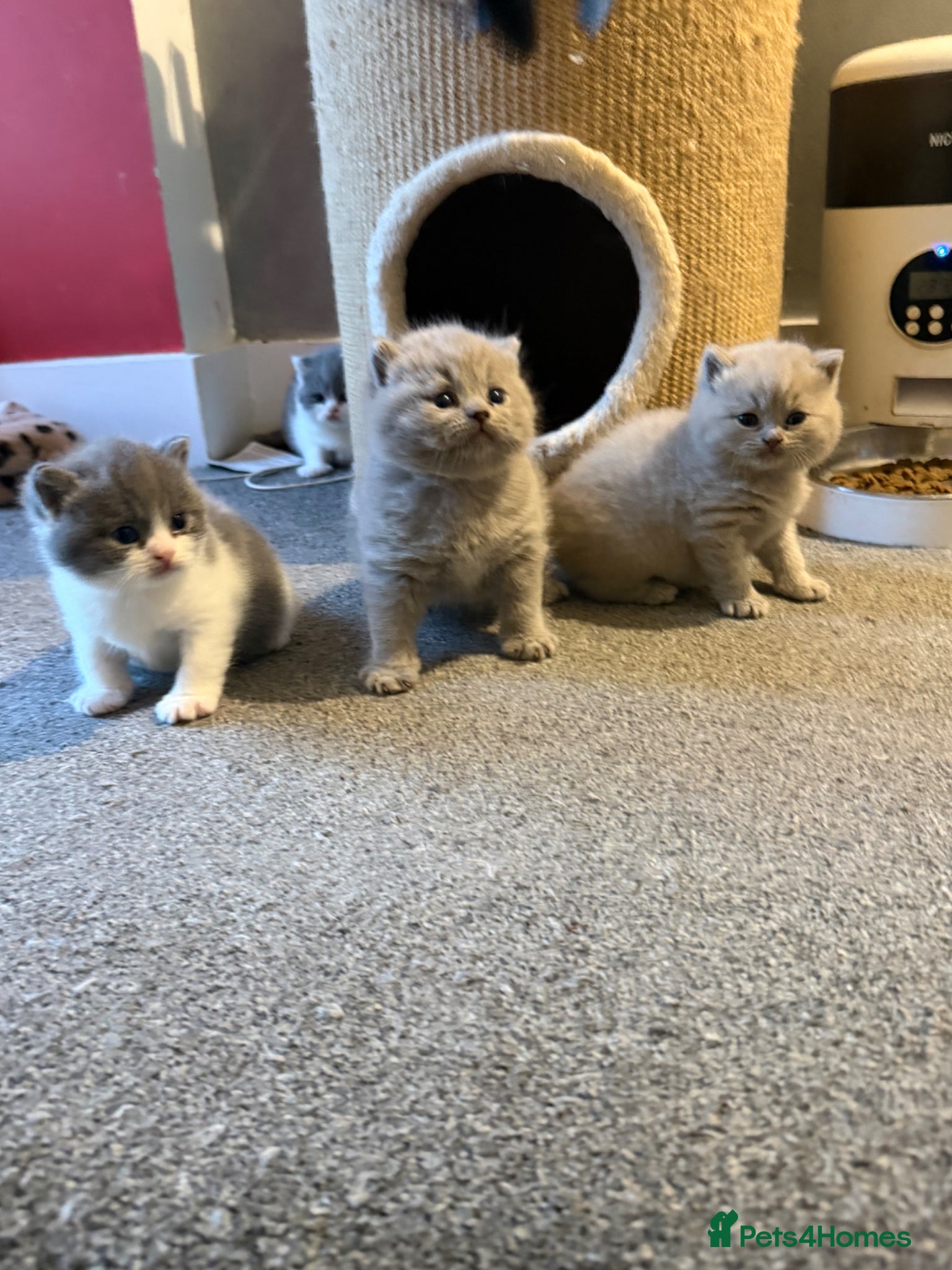 British Shorthair cats FOUR BRITISH SHORTHAIR KITTENS FOR SALE - Advert 1