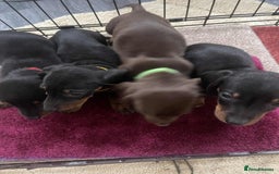 Dachshund dogs for sale: Dachshund puppy’s for sale  - Image 2