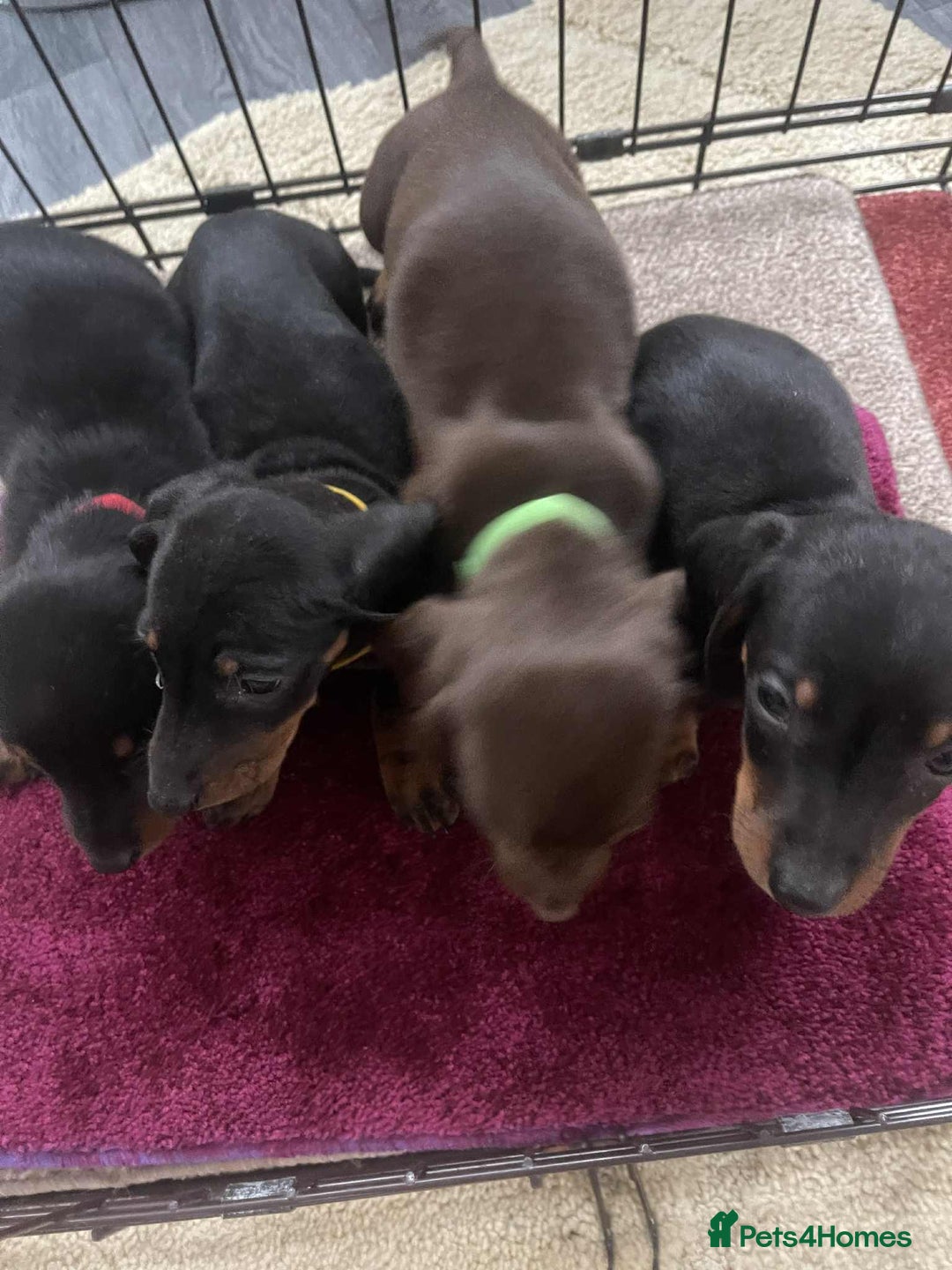 Dachshund dogs for sale: Dachshund puppy’s for sale  - Image 2