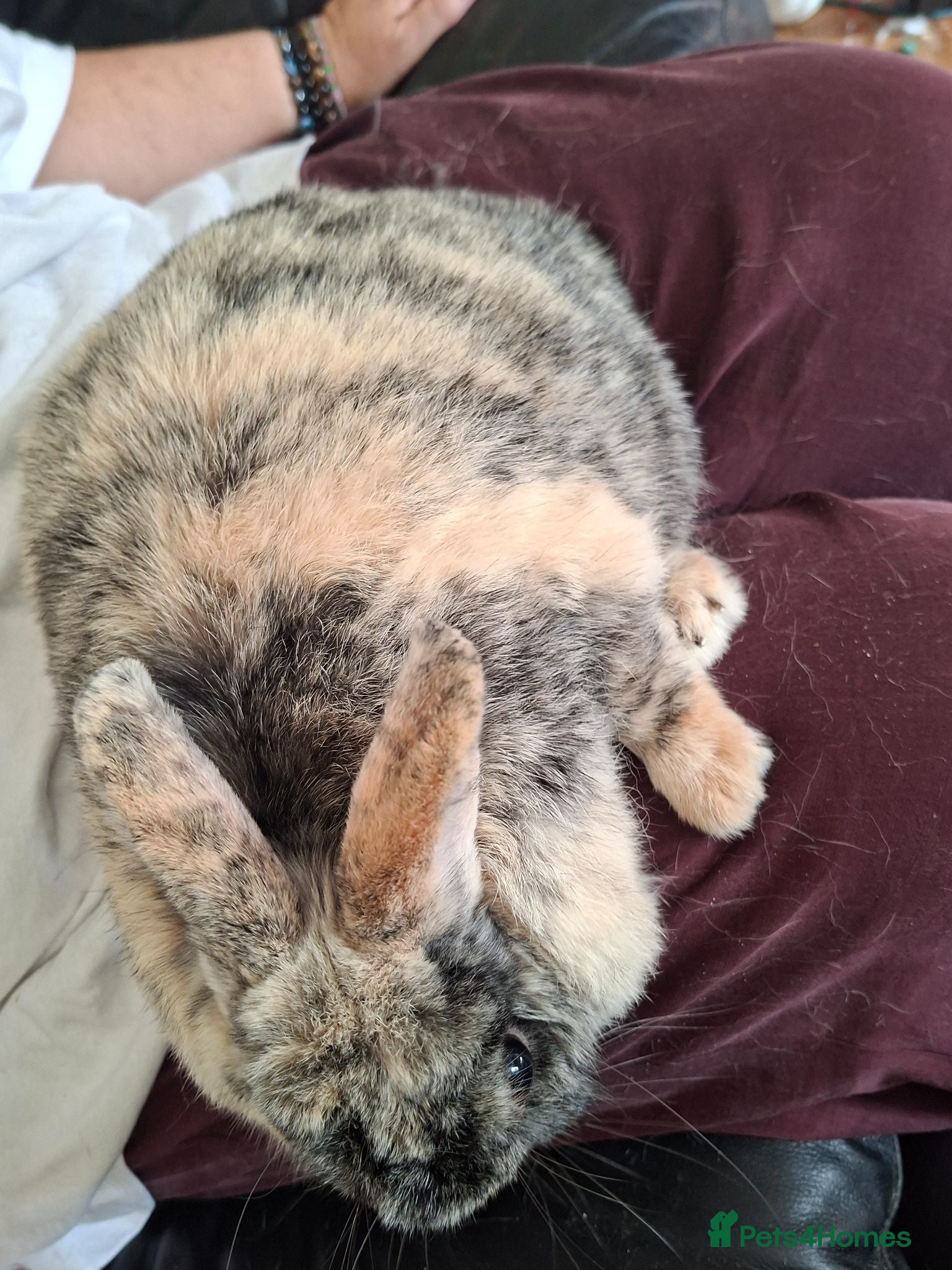 Mixed Breed rabbits Last female - Advert 1