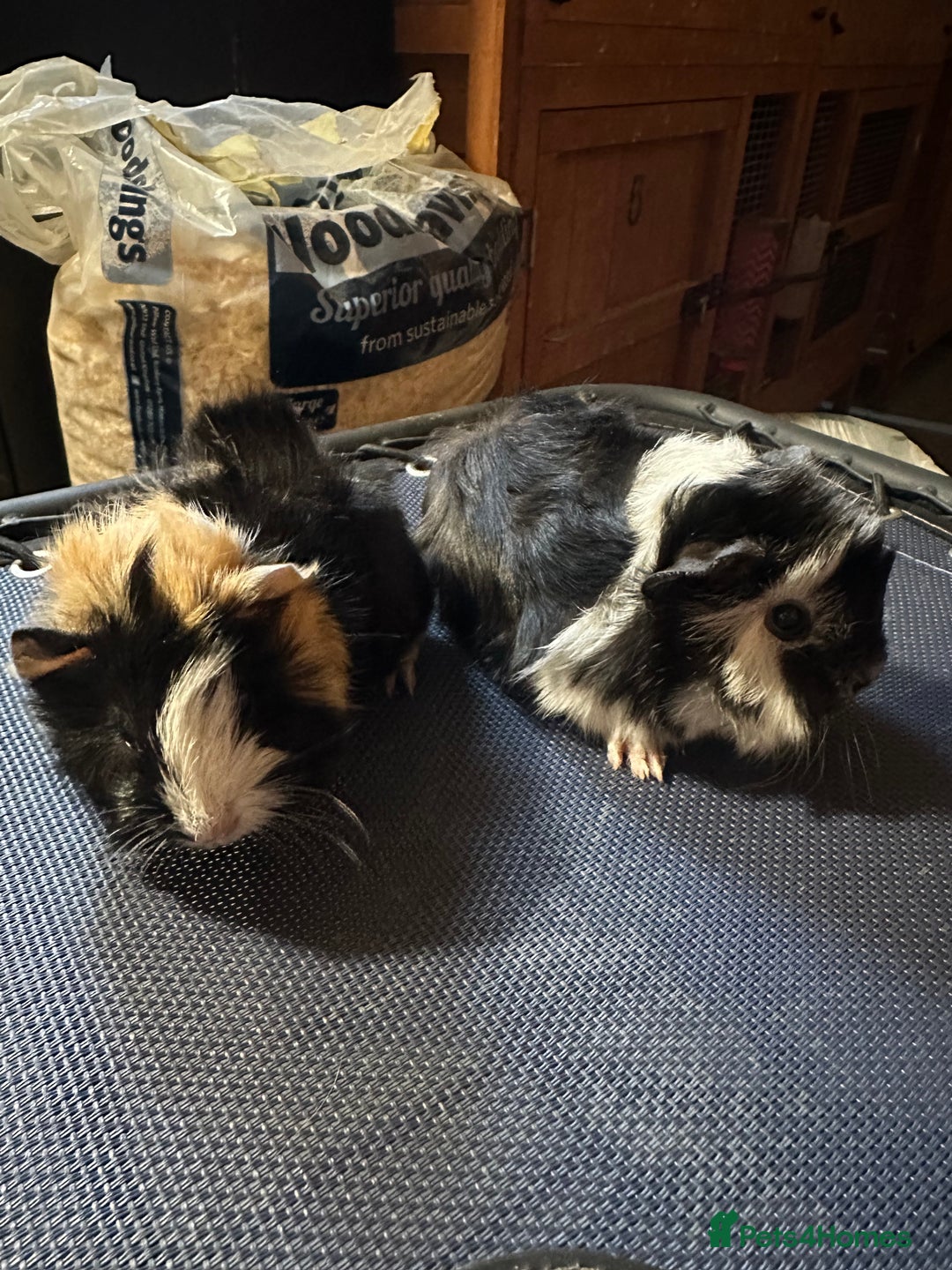 Guinea Pig rodents for sale: 2 Handsome male baby guinea pigs. - Advert 3